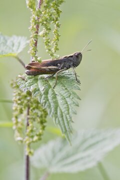 Meadow grasshopper (Chordhippus dorsatus), Baden-W&uuml;rttemberg, Germany