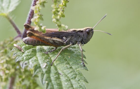Meadow grasshopper (Chordhippus dorsatus), Baden-W&uuml;rttemberg, Germany