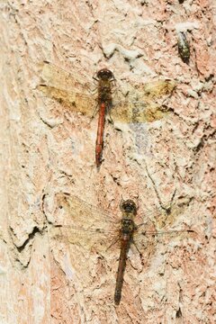 Ruddy darter (Sympetrum sanguineum) on a tree trunk, Emsland, Lower Saxony, Germany