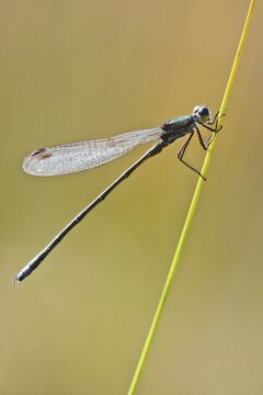 Willow Emerald Damselfly (Lestes viridis), Emsland, Lower Saxony, Germany