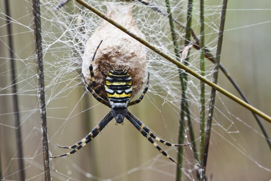 Wasp spider (Argiope bruennichi) at the cocoon, Emsland, Lower Saxony, Germany