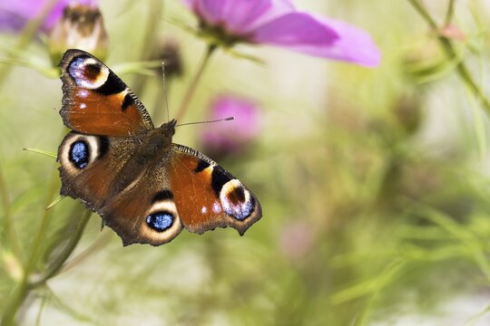 European peacock (Aglais io), animal portrait, Hesse, Germany