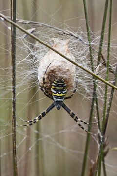 Wasp spider (Argiope bruennichi) at the cocoon, Emsland, Lower Saxony, Germany
