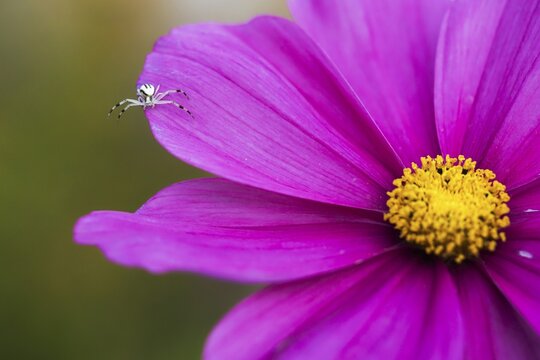 Goldenrod crab spider (Misumena vatia) on mexican aster (Cosmos bipinnatus), Hesse, Germany