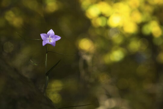 Harebell (Campanula rotundifolia) in autumn forest, Hesse, Germany