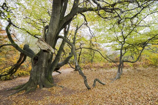 Huge overgrown common beech (Fagus sylvatica), snake beech in the primeval forest Sababurg, Hesse, Germany