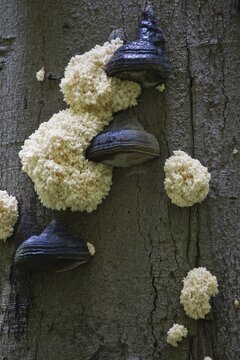 Prickly beard or bear's head (Hericium coralloides) on beech trunk, Hesse, Germany