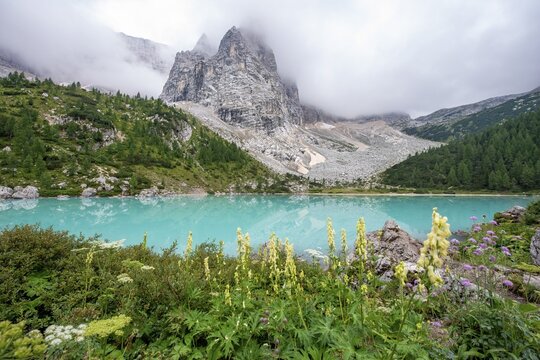 Flowers at the turquoise green mountain lake, Lake Sorapis, Lago di Sorapis with reflection, cloudy mountain top Dito di Dio, Dolomites, Belluno, Italy