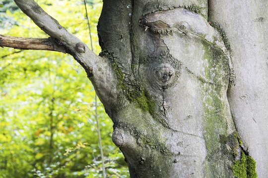 Face-like growth on beech (Fagus) trunk, Hesse, Germany
