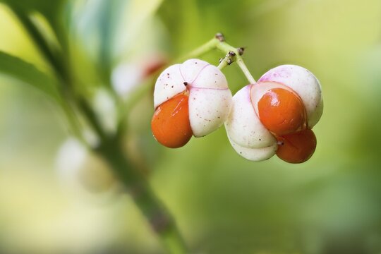 Japanese spindle bush (Euonymus japonicus), fruit, Hesse, Germany