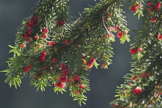 English yew (Taxus baccata), Baden-W&uuml;rttemberg, Germany
