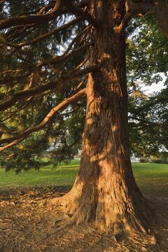 Giant sequoia (Sequoiadendron giganteum), &Uuml;berlingen, Baden-W&uuml;rttemberg, Germany