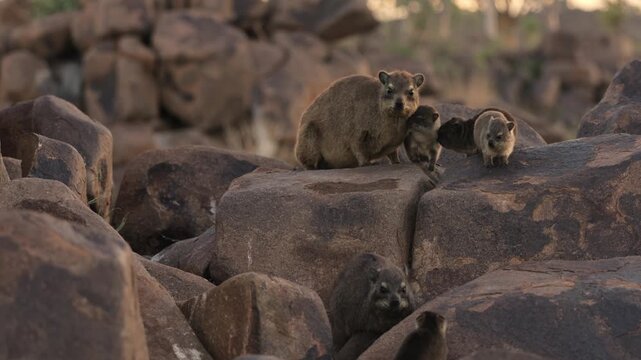 Group of rock hyraxes sitting on large rocks during a warm African sunset in Namibia, small mammals gathering together on a rocky landscape, watching surroundings in their natural wildlife habitat.