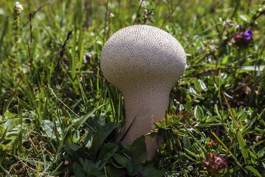 Bottle boletus (Lycoperdon perlatum), also bottle bolete, Oytal, near Oberstdorf, Oberallg&auml;u, Allg&auml;u, Bavaria, Germany