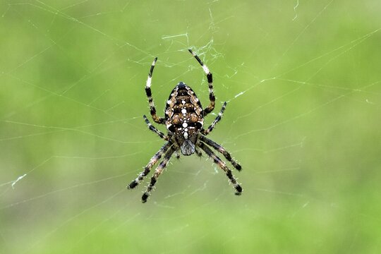 Cross spiders (Araneus), Oberallg&auml;u, Allg&auml;u, Bavaria, Germany