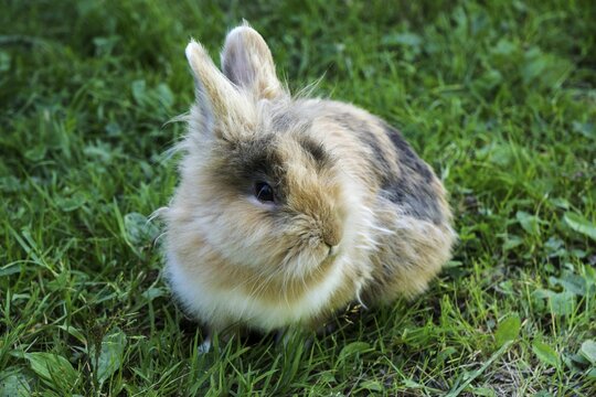 Pygmy rabbit (Brachylagus idahoensis), Oberallg&auml;u, Allg&auml;u, Bavaria, Germany