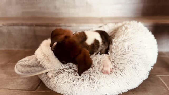 Playful Puppy Biting and Chewing Slipper on Cozy Fluffy White Pet Bed Indoors, Funny Dog Behavior
