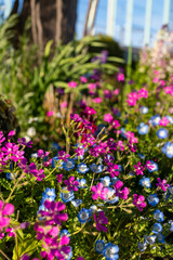 Obraz premium 春の花壇に咲くネモフィラとピンクのフロックス