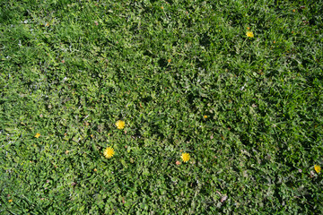 Textura cenital de pradera silvestre con tréboles y flores de diente de león © veronica