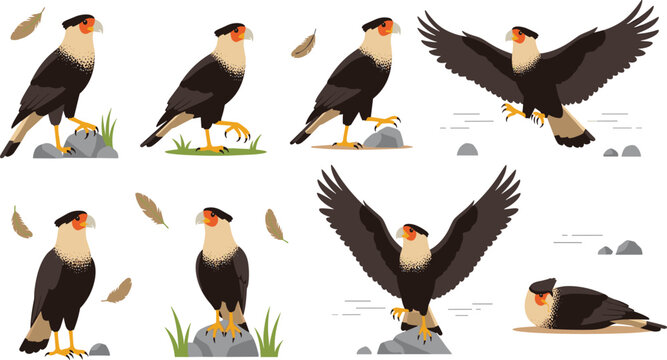 Crested Caracara Bird Wildlife Illustration Set Featuring Flying, Standing, Perching, and Resting Poses of Tropical Bird of Prey in Natural Habitat.