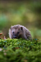 Curious European hedgehog (Erinaceus europaeus) exploring mossy forest floor with mushrooms © Rudolf