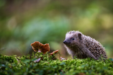 Curious European hedgehog (Erinaceus europaeus) exploring mossy forest floor with mushrooms © Rudolf