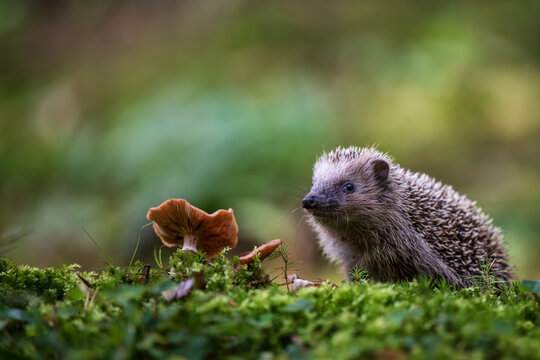 Curious European hedgehog (Erinaceus europaeus) exploring mossy forest floor with mushrooms