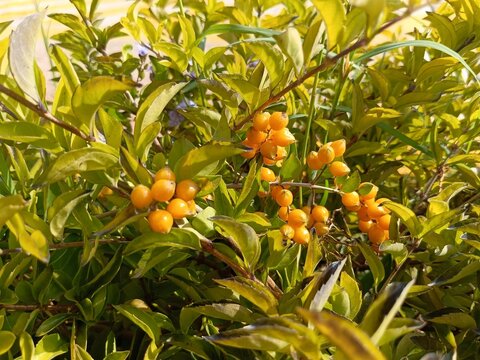 Close-up of Golden Dewdrop Berries on a Sunlit Duranta Shrub