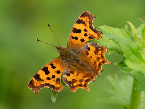 Comma Butterfly on a Leaf