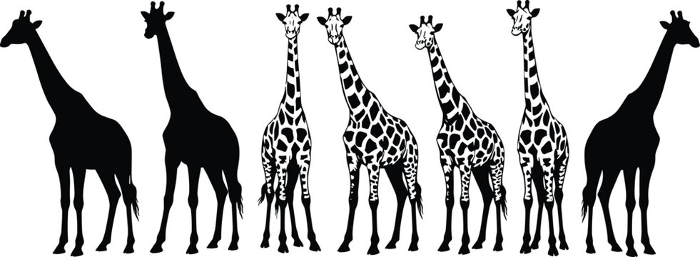 Set of giraffe silhouettes featuring solid black and patterned safari animal designs for wildlife conservation projects, African zoo branding, nature education graphics, and savanna 