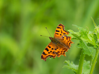 Comma Butterfly on a Leaf