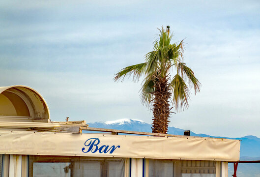 Cold weather at the Costa del Sol in winter; snowcapped Maroma mountain and storm-battered palmtree
