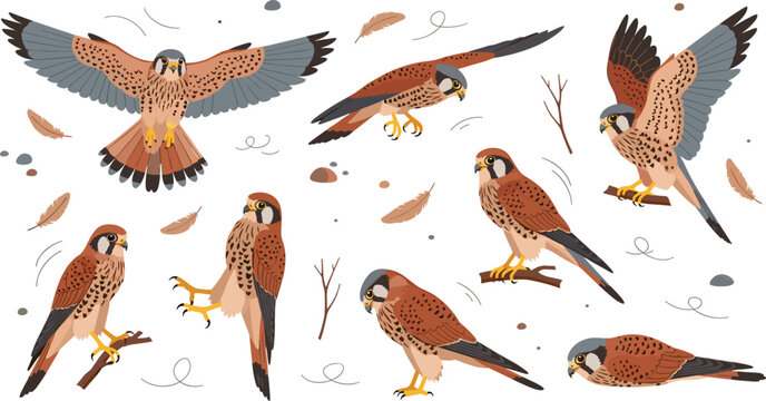 Kestrel Falcon Bird Illustration Set Featuring Flying, Perching, Landing, and Standing Poses with Wings Spread in Wildlife Nature Scene.