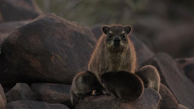 Female rock hyrax resting on warm African rocks with her young babies in Namibia, small mammals gathered in their natural habitat among stones, showing family behavior and wildlife life in the African