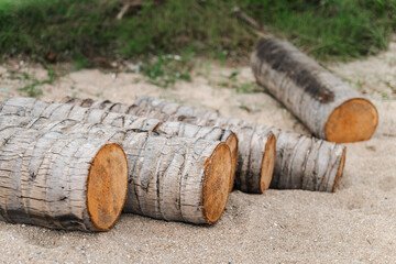 Cut palm tree trunks stacked on sandy tropical ground on Koh Samui Thailand © StockMediaSeller