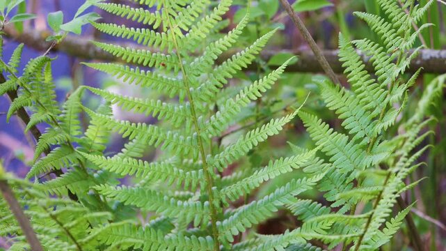 Fresh green fern fronds and a small unfurling fiddlehead in a wild woodland