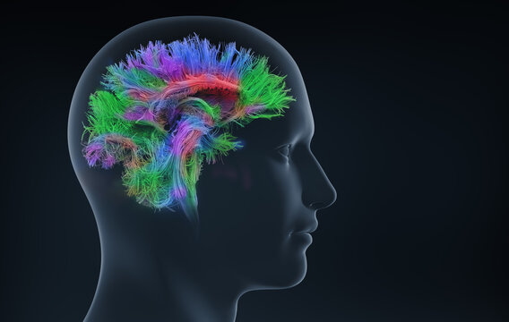Colorful Brain Fiber Tractography Inside Human Head Profile Representing Neural Networks, Cognition And Connectivity