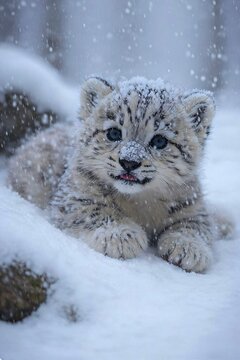Snow leopard cub (Panthera uncia) sits on snowy ground, its fur covered in snowflakes.