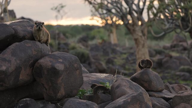 Group of rock hyraxes sitting on large rocks during a warm African sunset in Namibia, small mammals gathering together on a rocky landscape, watching surroundings in their natural wildlife habitat.