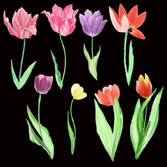 Obraz premium set of pink tulips