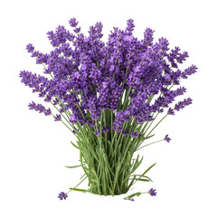 Obraz premium Bunch of lavender flowers isolated on white background