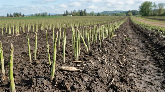Fresh green asparagus spears growing out of dark soil on farm for seasonal harvest and healthy vegetable marketing