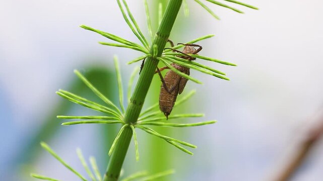 Macro shot of a dragonfly nymph shell exuvia clinging to a green horsetail plant stem