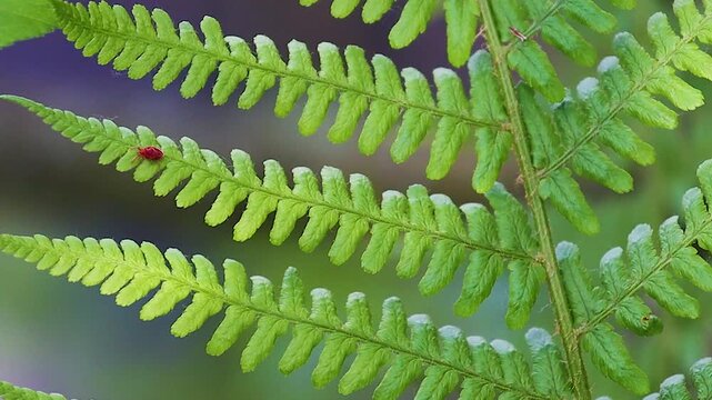 Macro view of a tiny red bug crawling on a beautiful green fern leaf