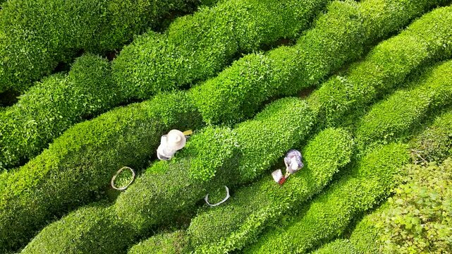Footage of tea fields and people harvesting tea on steep, sloping slopes.