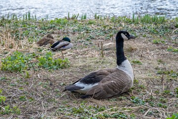 Canada goose branta canadensis with male and female mallard ducks asleep in the background