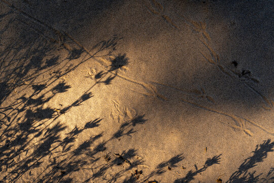 Wildflower shadows creating abstract pattern on golden sand