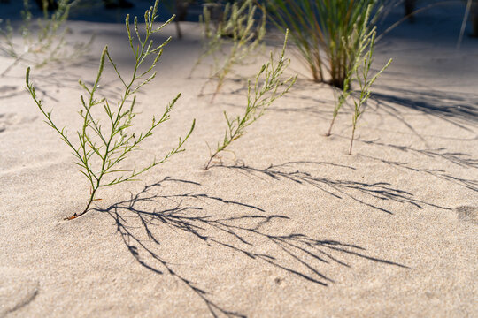 Dune plant growing in sand on Lake Michigan beach