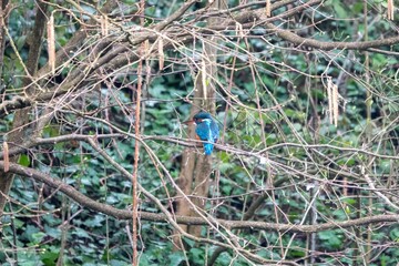 portrait of a kingfisher perched in a tree