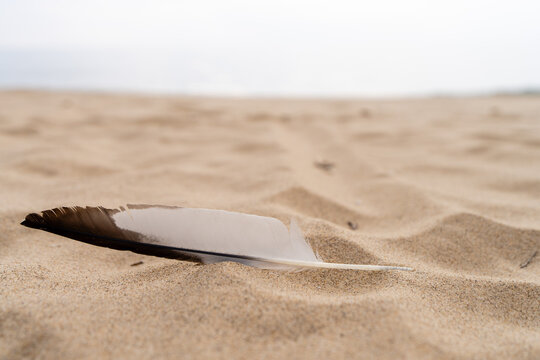 Seagull feather resting in sand on Lake Michigan beach